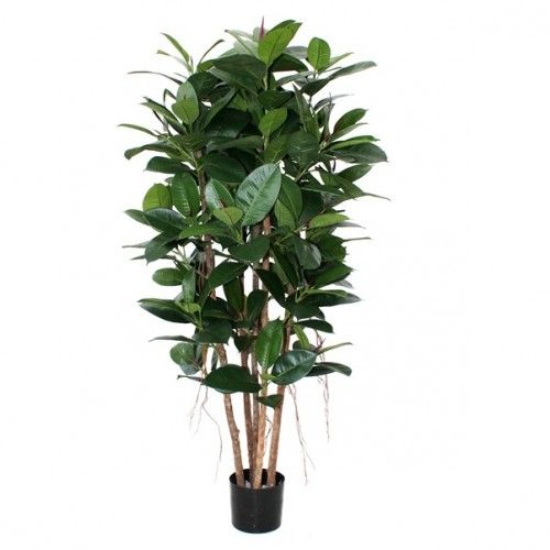 Philodendron Kolom 155cm