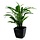 Calathea groen 60cm