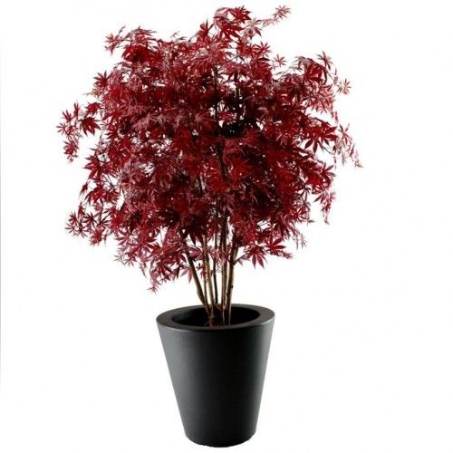 Acer Maple deluxe 165cm burgundy