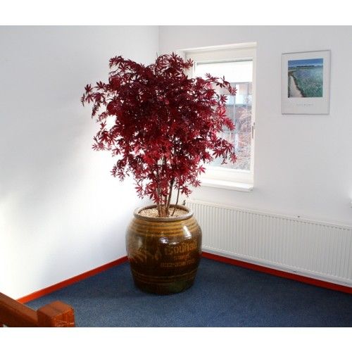 Acer Maple deluxe 165cm burgundy