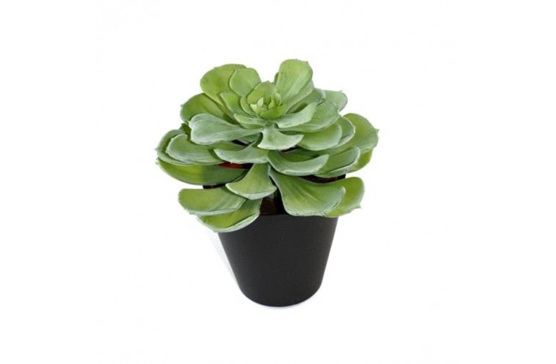 Echeveria vetplant 16cm in pot