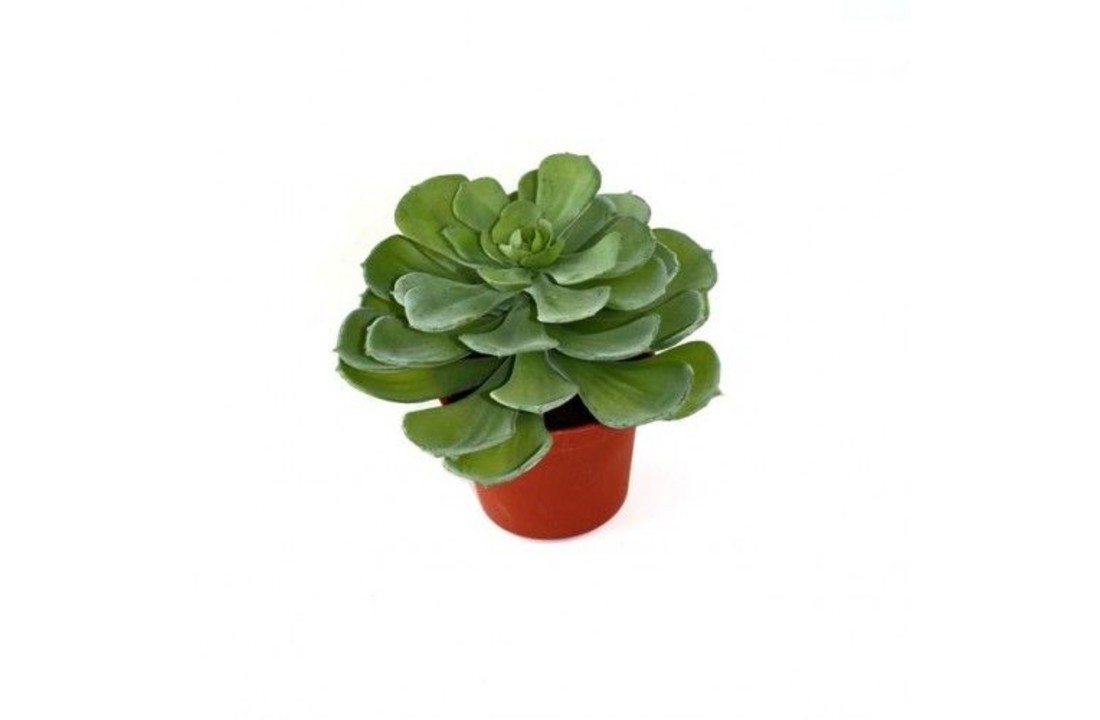 Echeveria vetplant 16cm in pot