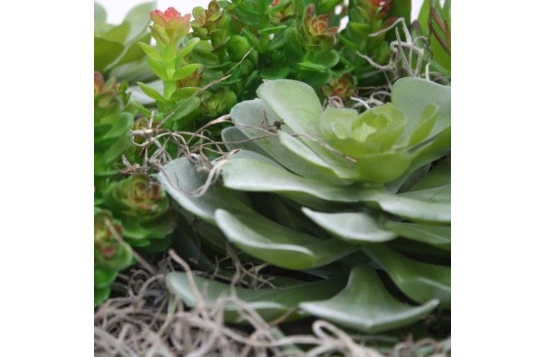 Echeveria vetplant 16cm in pot