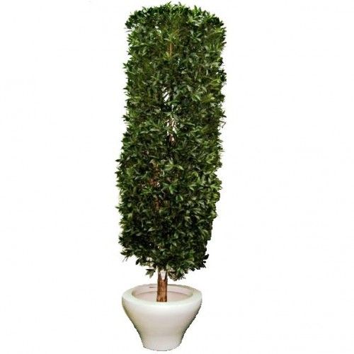Laurier Kolom Giant 325cm