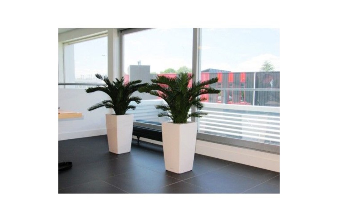 Cycas Palm M 80cm Deluxe