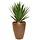 Yucca 60cm (zonder pot)