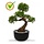 Ming Aralia Bonsai kunstboom Groen 90 cm op voet UV