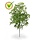 Kunststof Ming Aralia Tak 50 cm groen UV