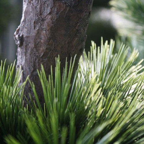 Pinus Bonsai XL 200 cm UV