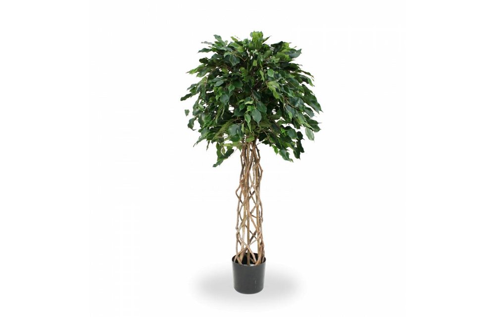 Ficus Exotica OS bol 150cm
