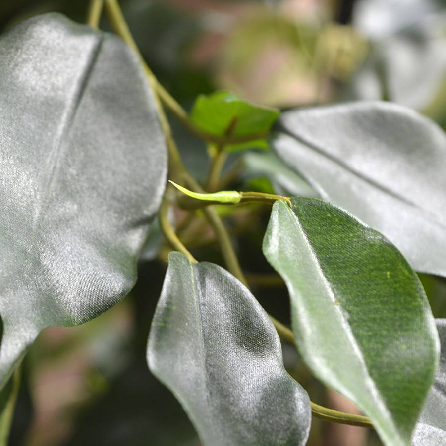 Ficus Exotica XL 110 cm