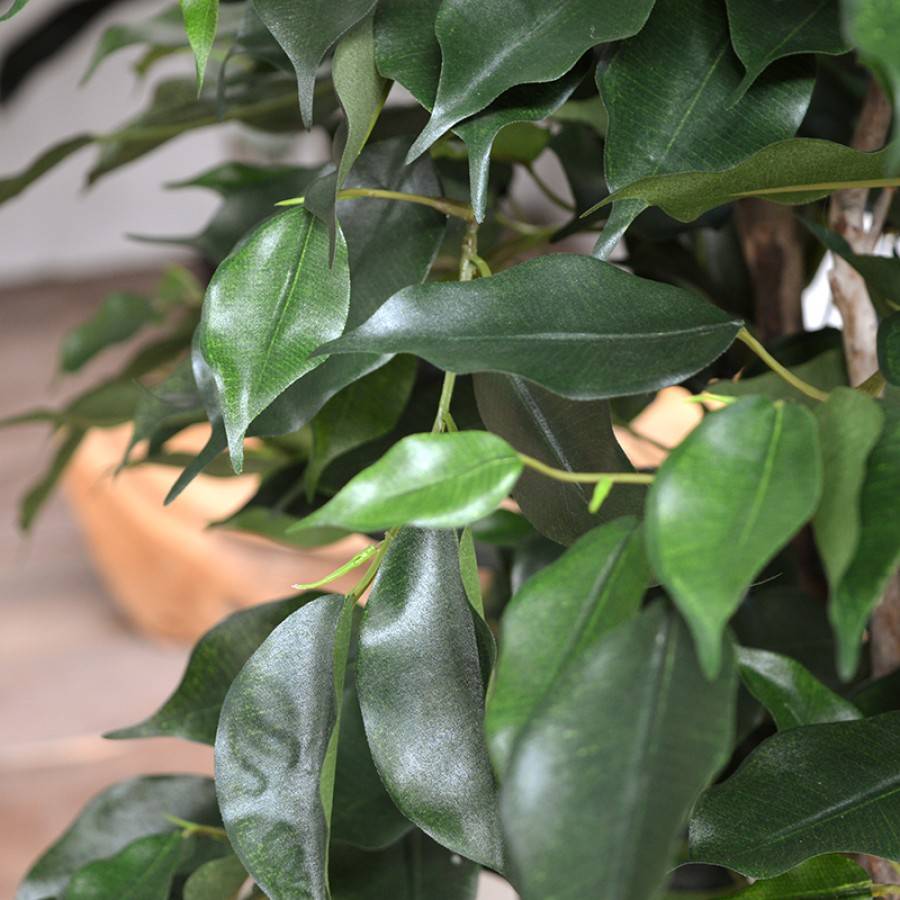 Ficus Exotica XL 110 cm