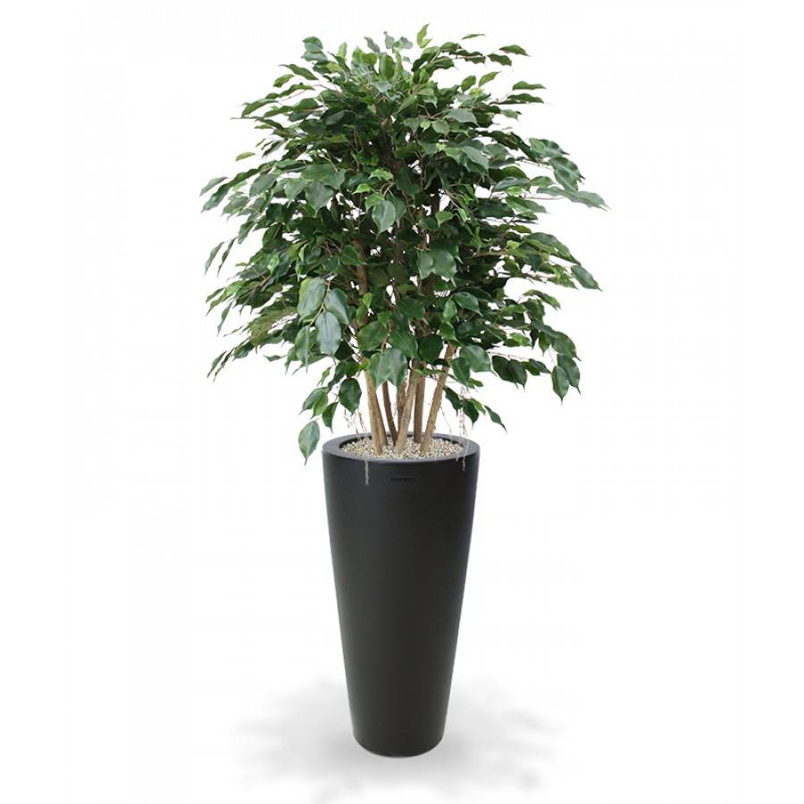 Ficus Exotica XL 110 cm