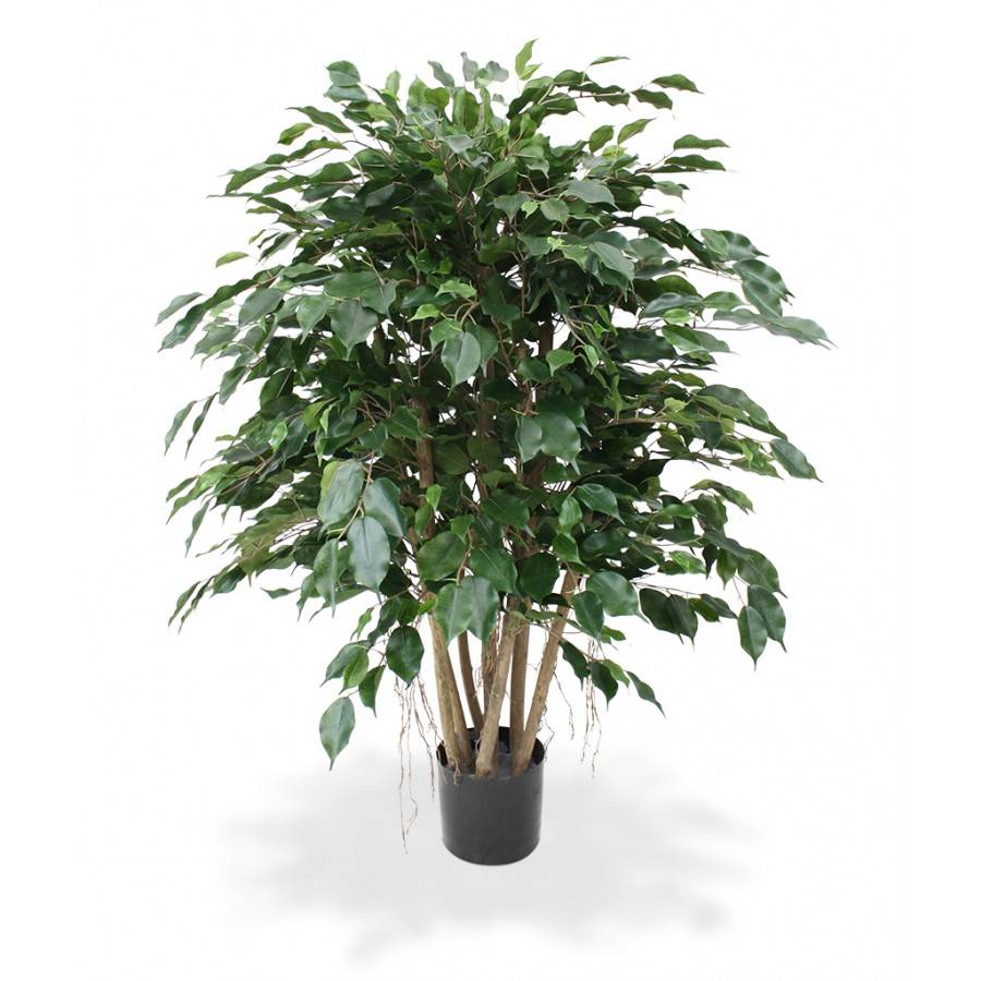 Ficus Exotica XL 110 cm