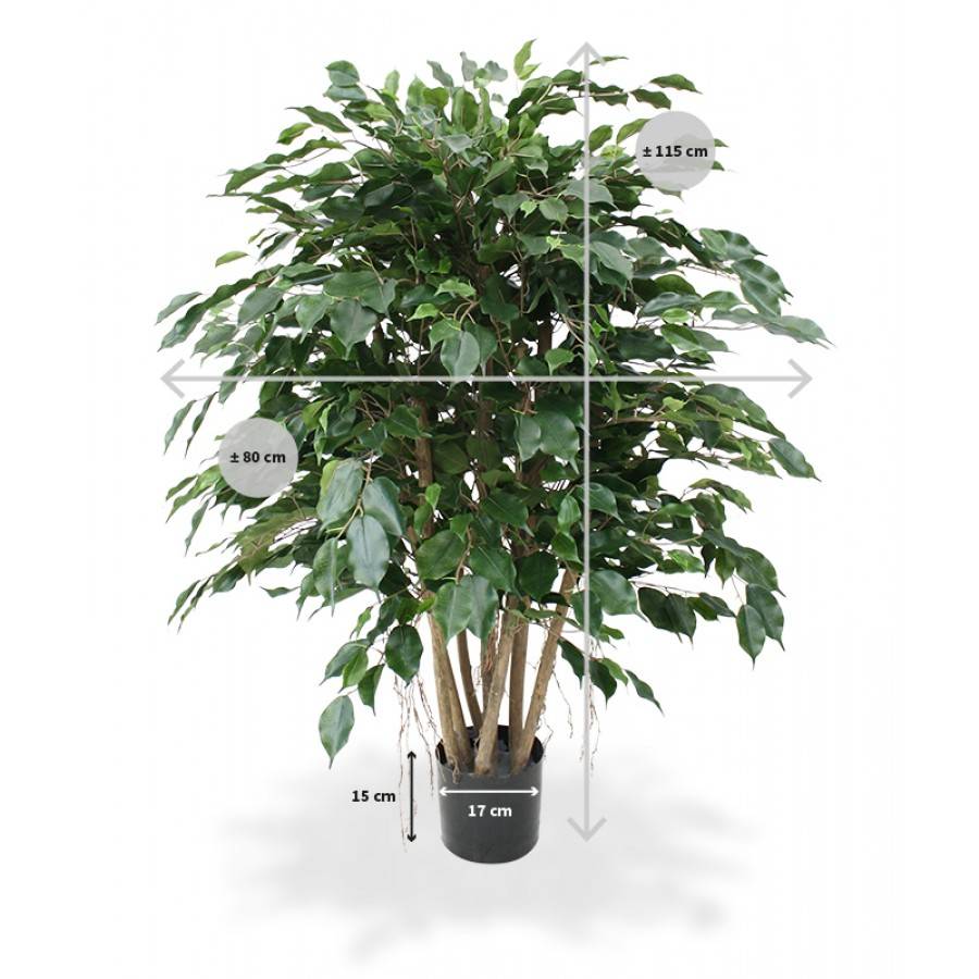 Ficus Exotica XL 110 cm