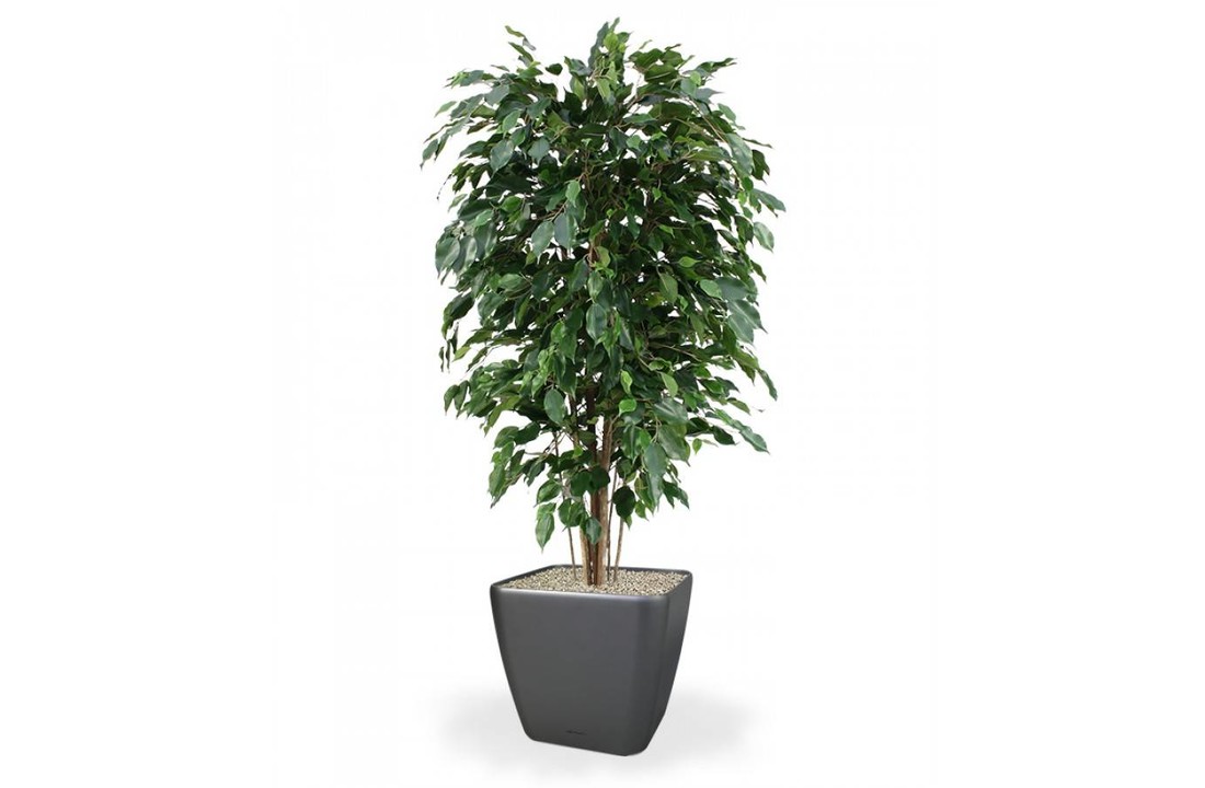Ficus Exotica Deluxe 150cm groen