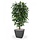 Ficus Exotica Deluxe 150cm groen