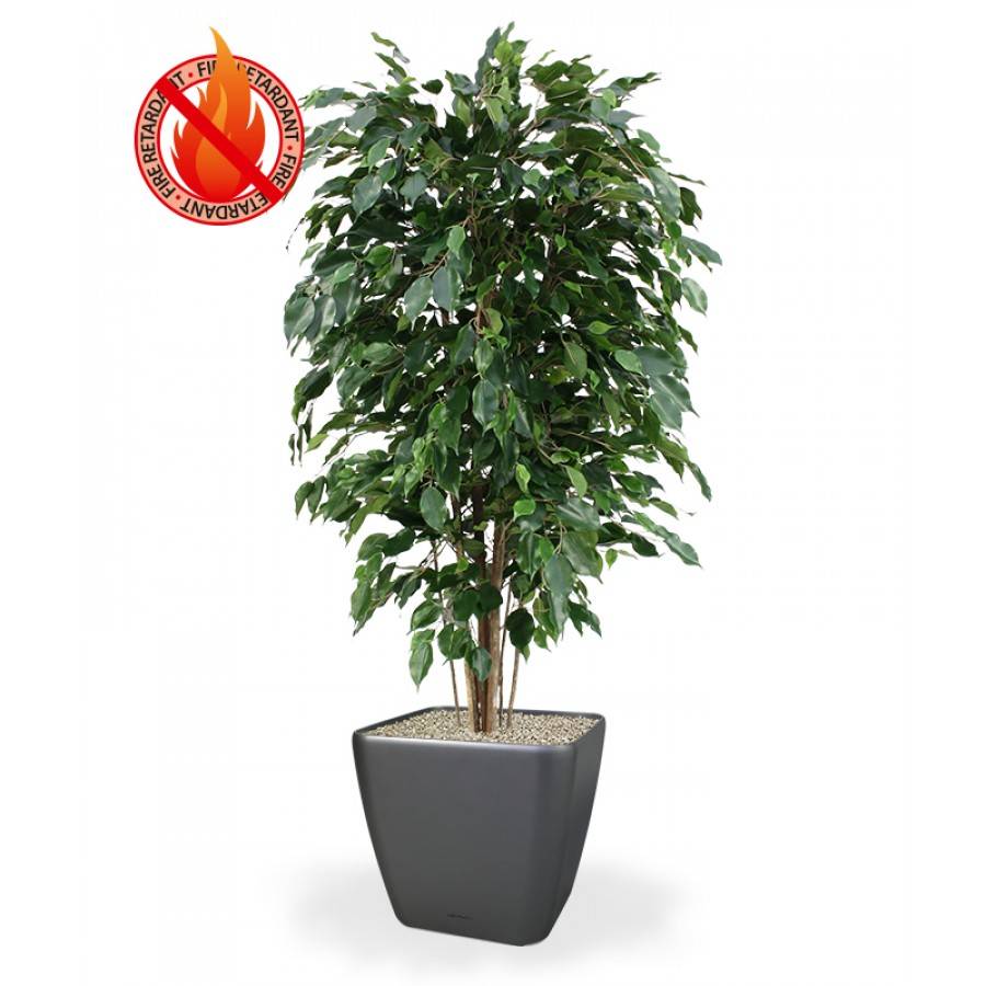 Ficus Exotica Deluxe Kunstplant Cm Groen FR Kunstplanten Nl B V