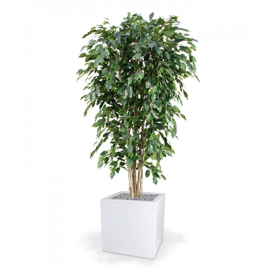 Ficus Exotica Deluxe 180cm groen
