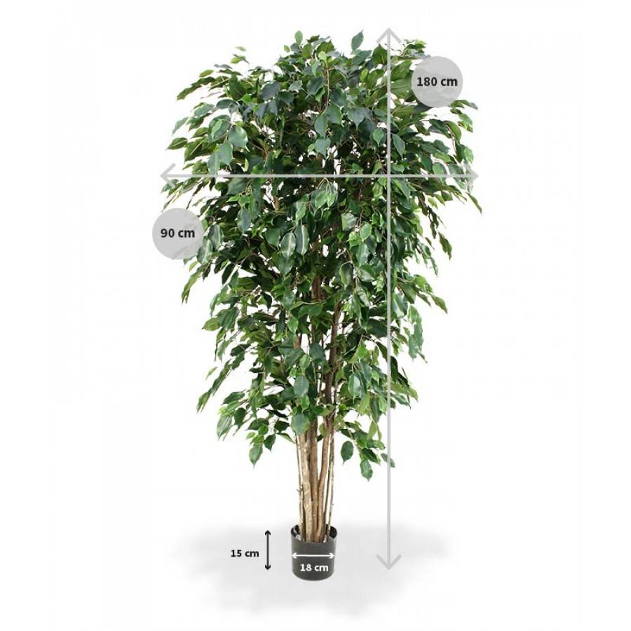 Ficus Exotica Deluxe 180cm groen