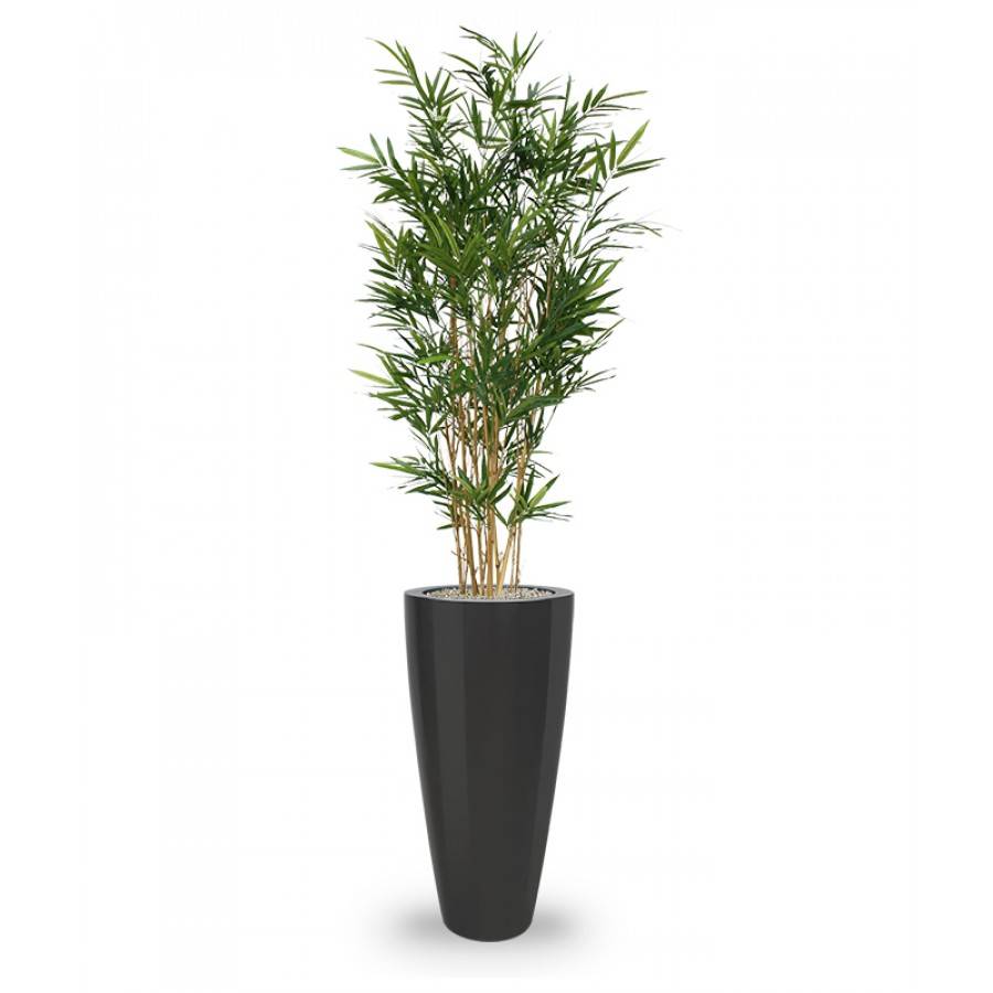 Royal Bamboe groen 165 cm