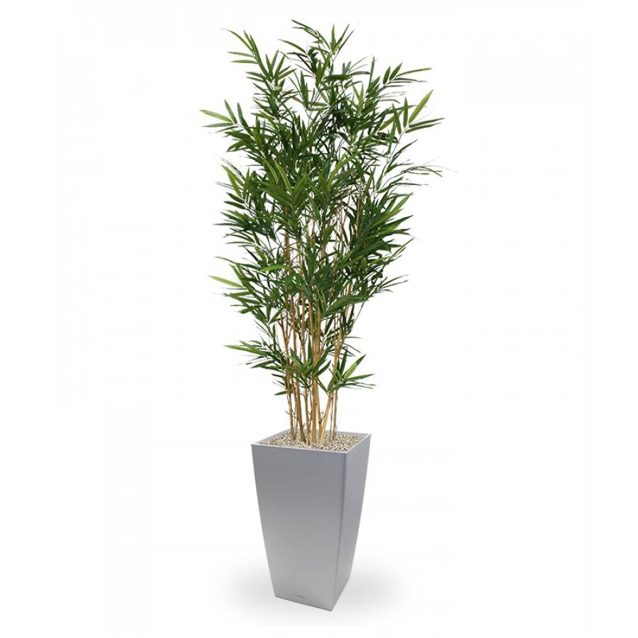 Royal Bamboe groen 165 cm
