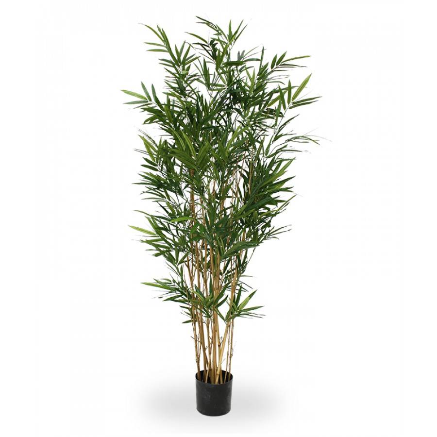 Royal Bamboe groen 165 cm