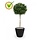 Buxus bol op stam 110 cm UV