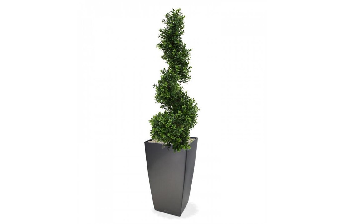 Buksus Spiraalboom Deluxe 100cm