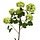 Viburnum x6 110 cm groen