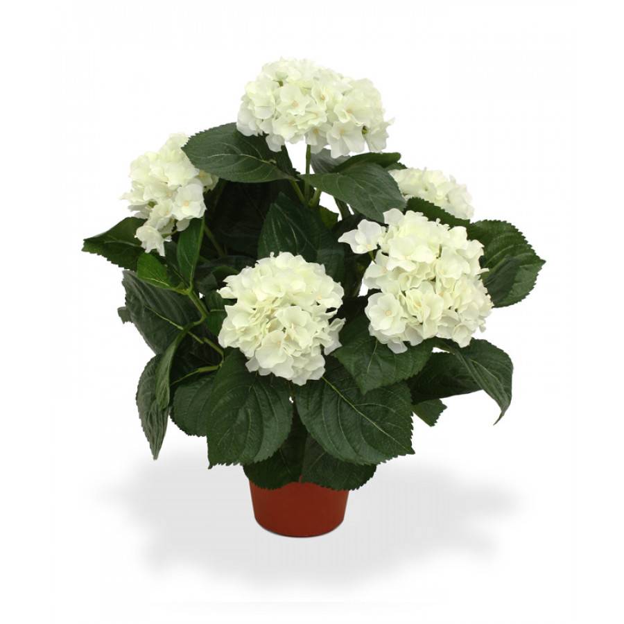 Hortensia Deluxe 45 cm créme