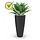 Agave Boeket 70 cm UV