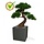 Pinus Bonsai x5 Deluxe 80 cm op voet UV