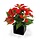 Kerstroos of Poinsettia boeket x5 rood
