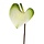 Anthurium S 50 cm wit-groen