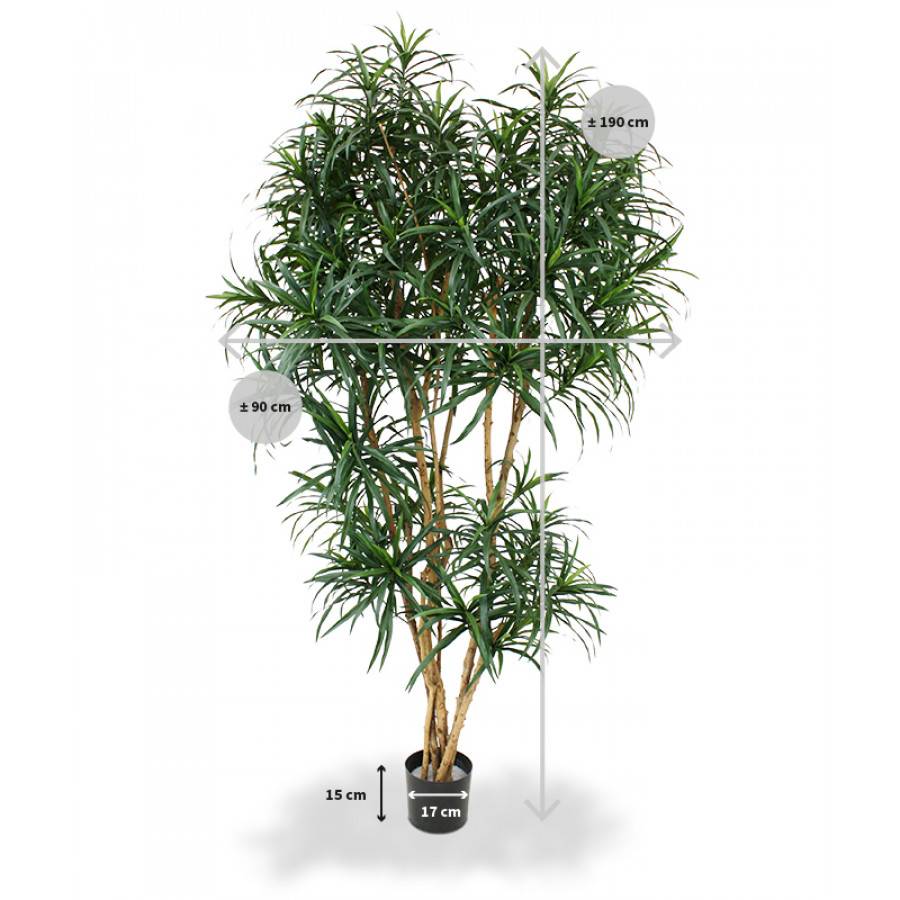 Draceana Reflexa XL groen 190cm