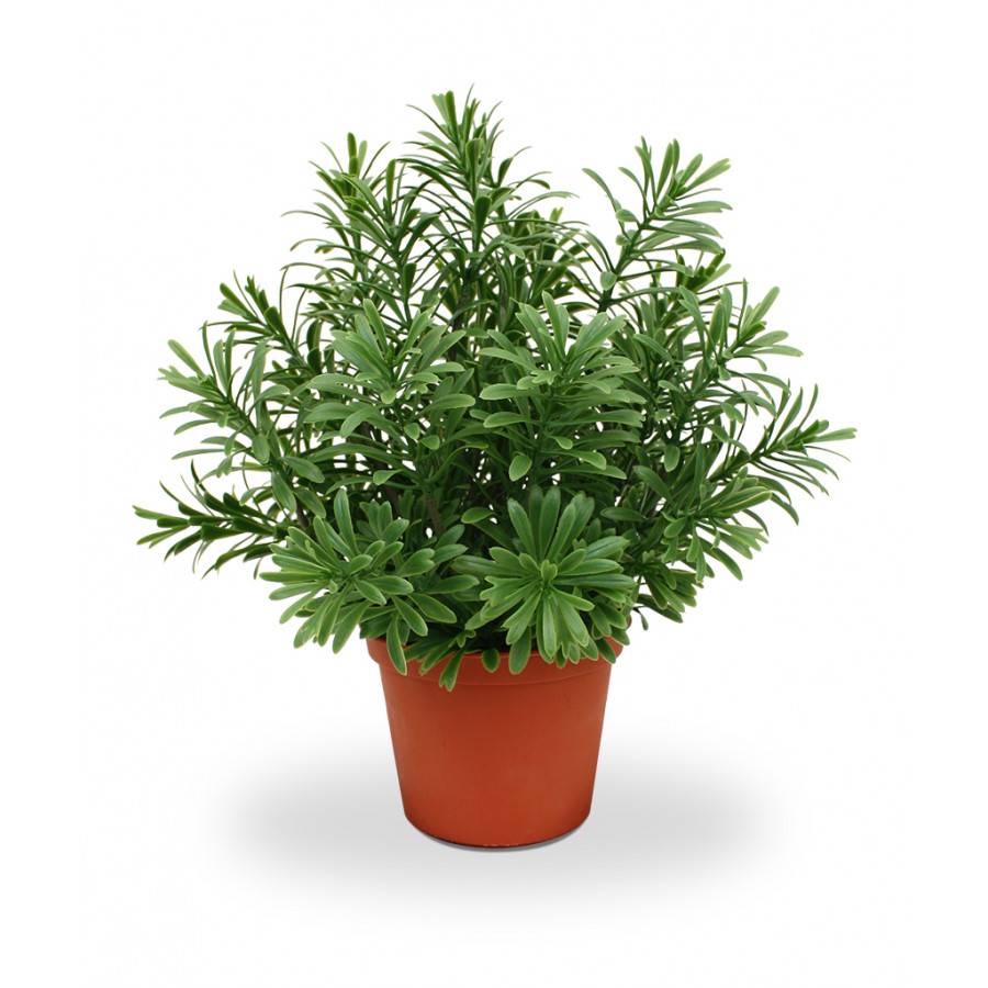 Crossostephium vetplant 28 cm in plastic pot
