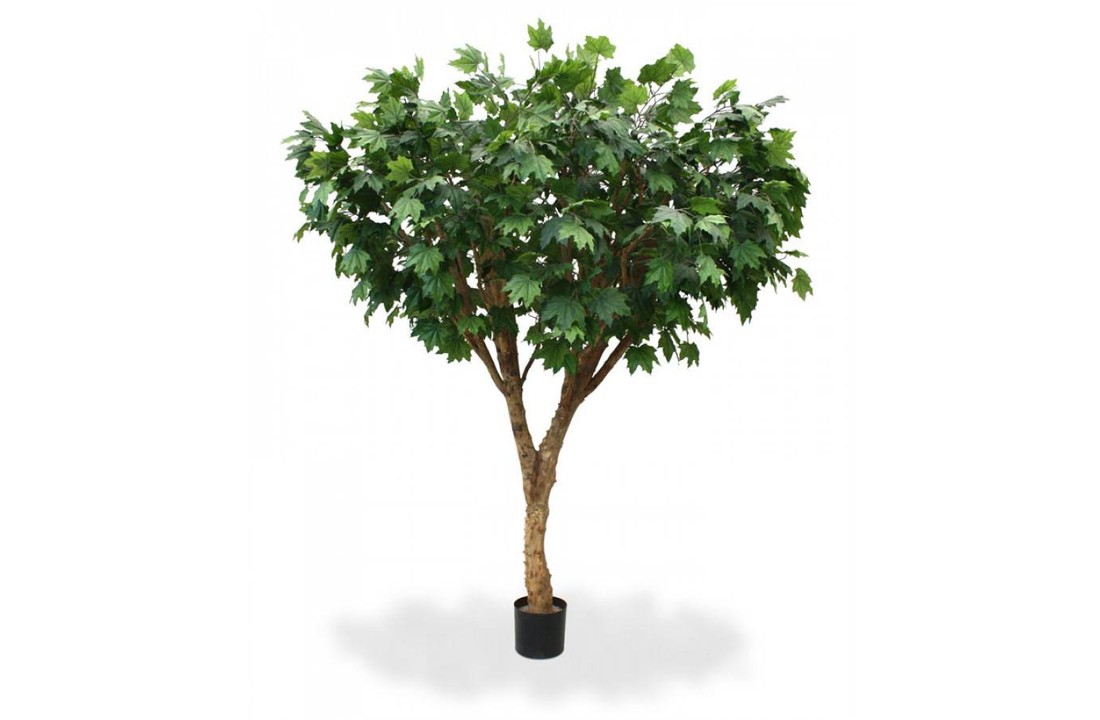 Maple De luxe 240 cm