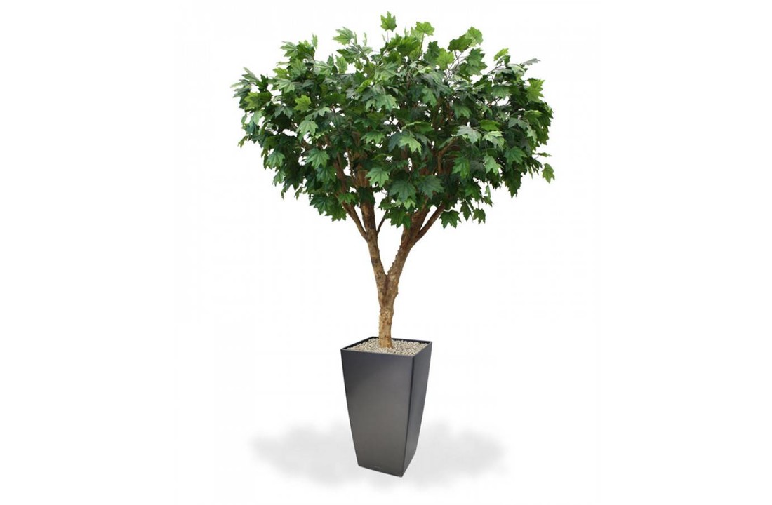 Maple De luxe 240 cm