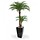 Areca Palm x2 Deluxe 225cm