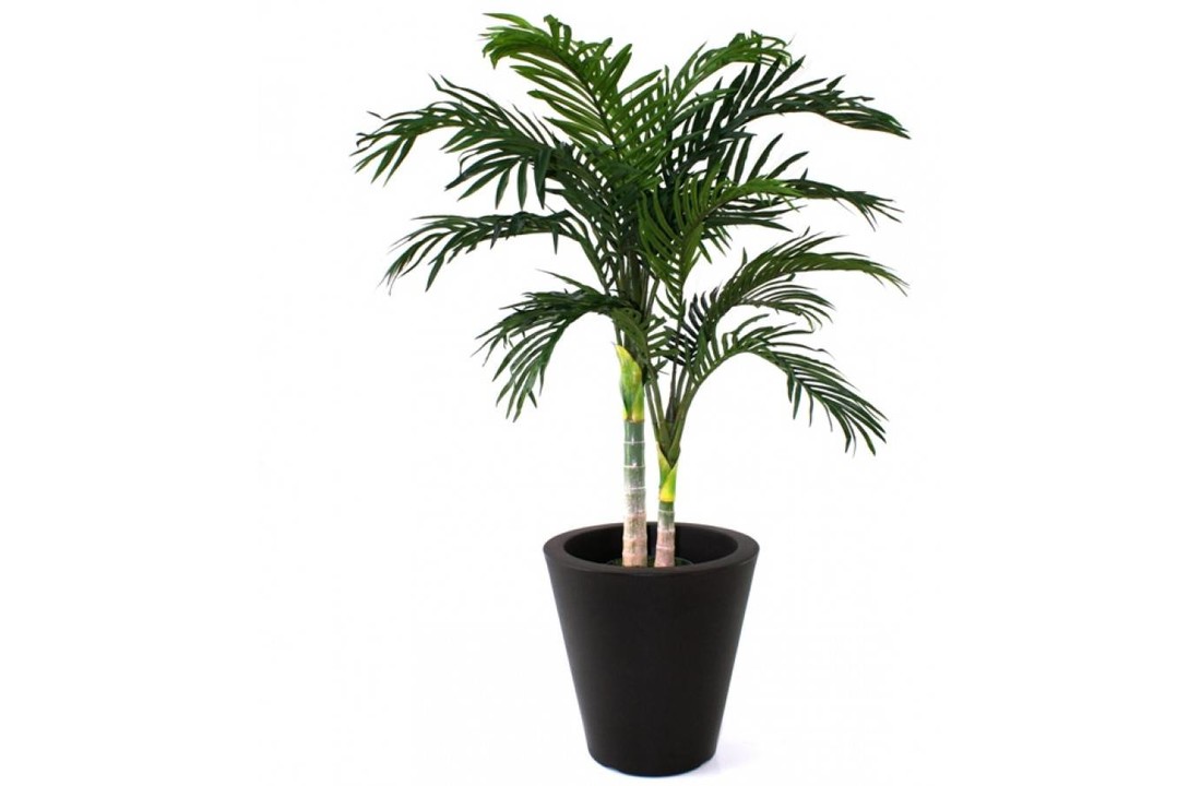 Golden Cane Areca Palm 120 cm