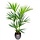 Kentia Palm Deluxe 165cm