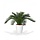 Cycas Babypalm N 50 cm