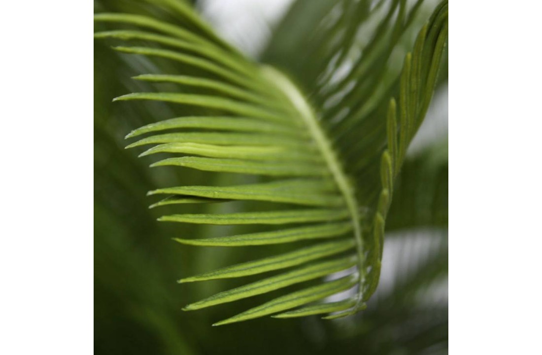 Cycas Palm M 80cm Deluxe