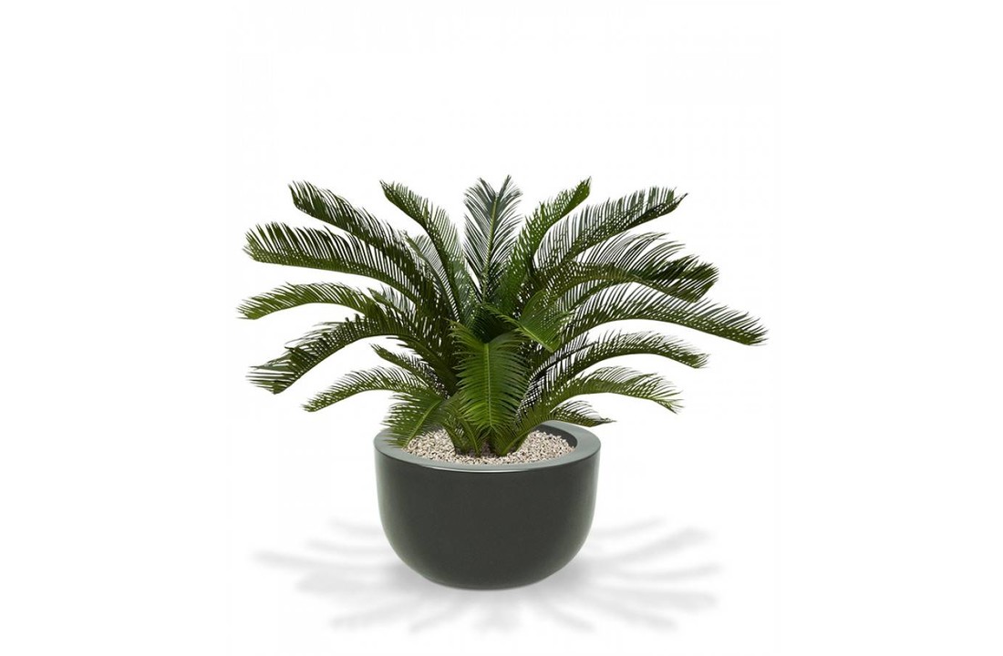 Cycas Palm M 80cm Deluxe
