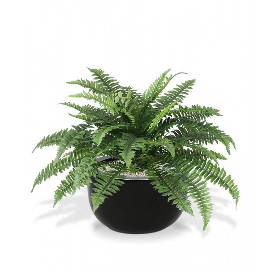 Boston Varen Deluxe 65 cm in pot