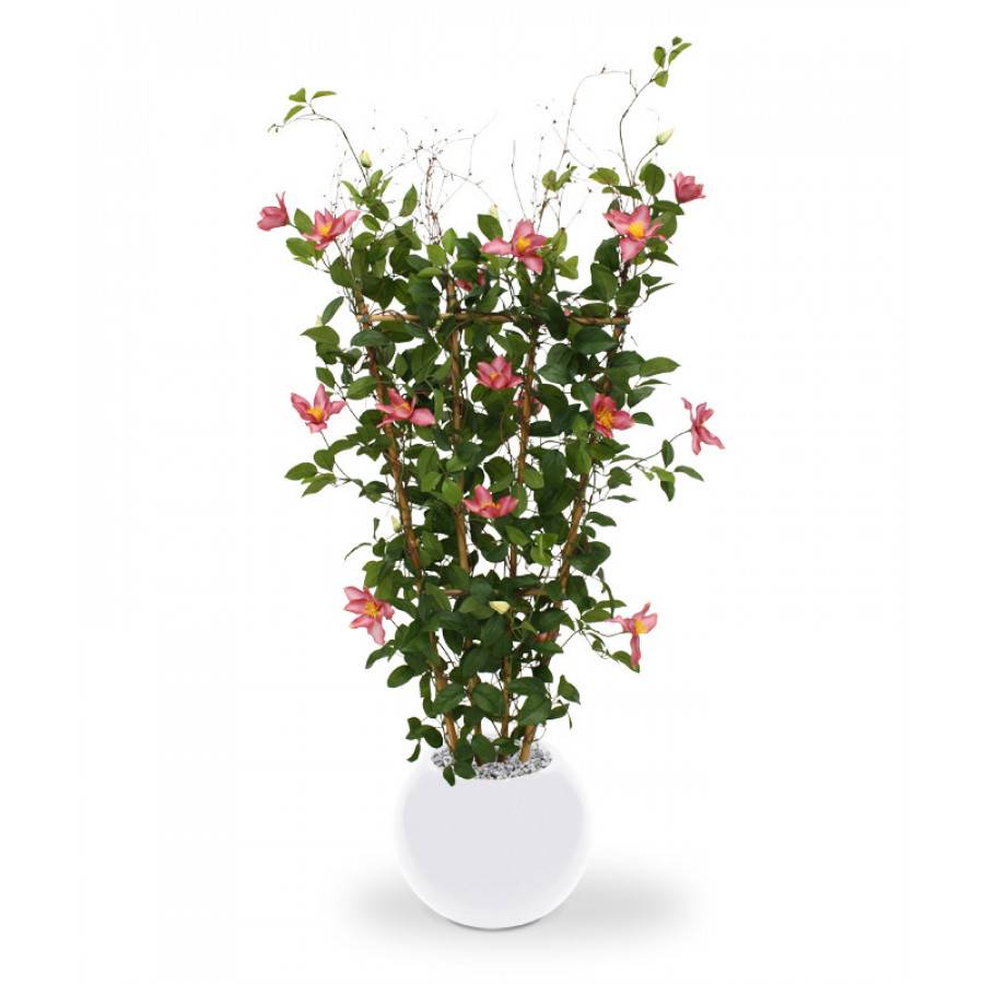 Clematis Heg 125 cm rose
