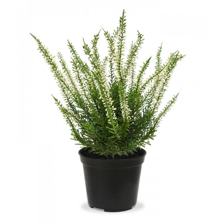 Erica Heide 25 cm in 10 cm potje crème