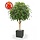 Ficus Exotica GIANT 300 cm FR