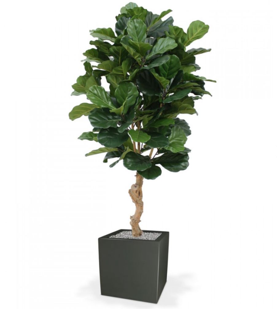 Tabaksplant of Lyrata de luxe 155 cm